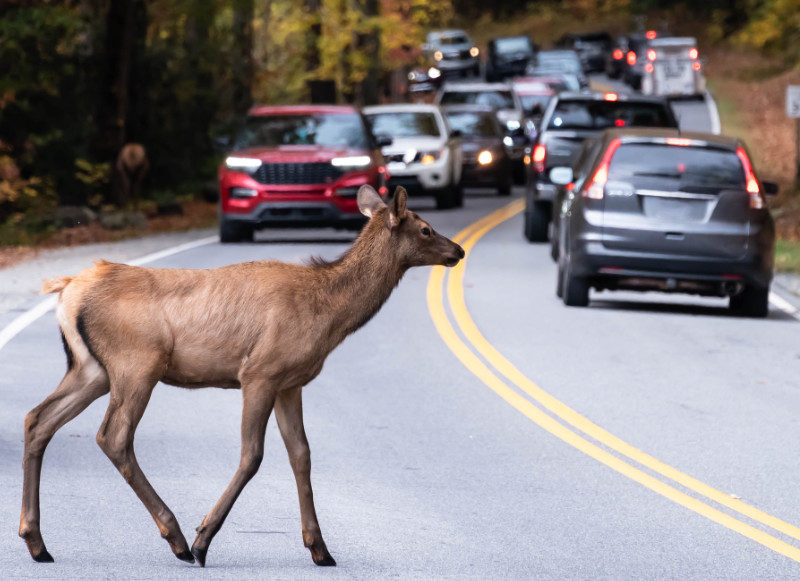 Wildlife encounters - auto insurance