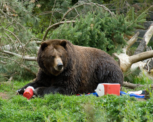 bear on road trip, BC